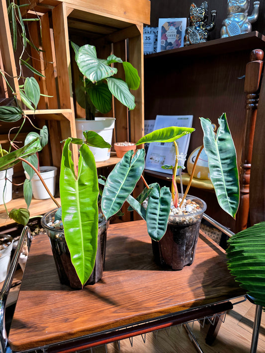 Philodendron billietiae 橙柄蔓綠絨