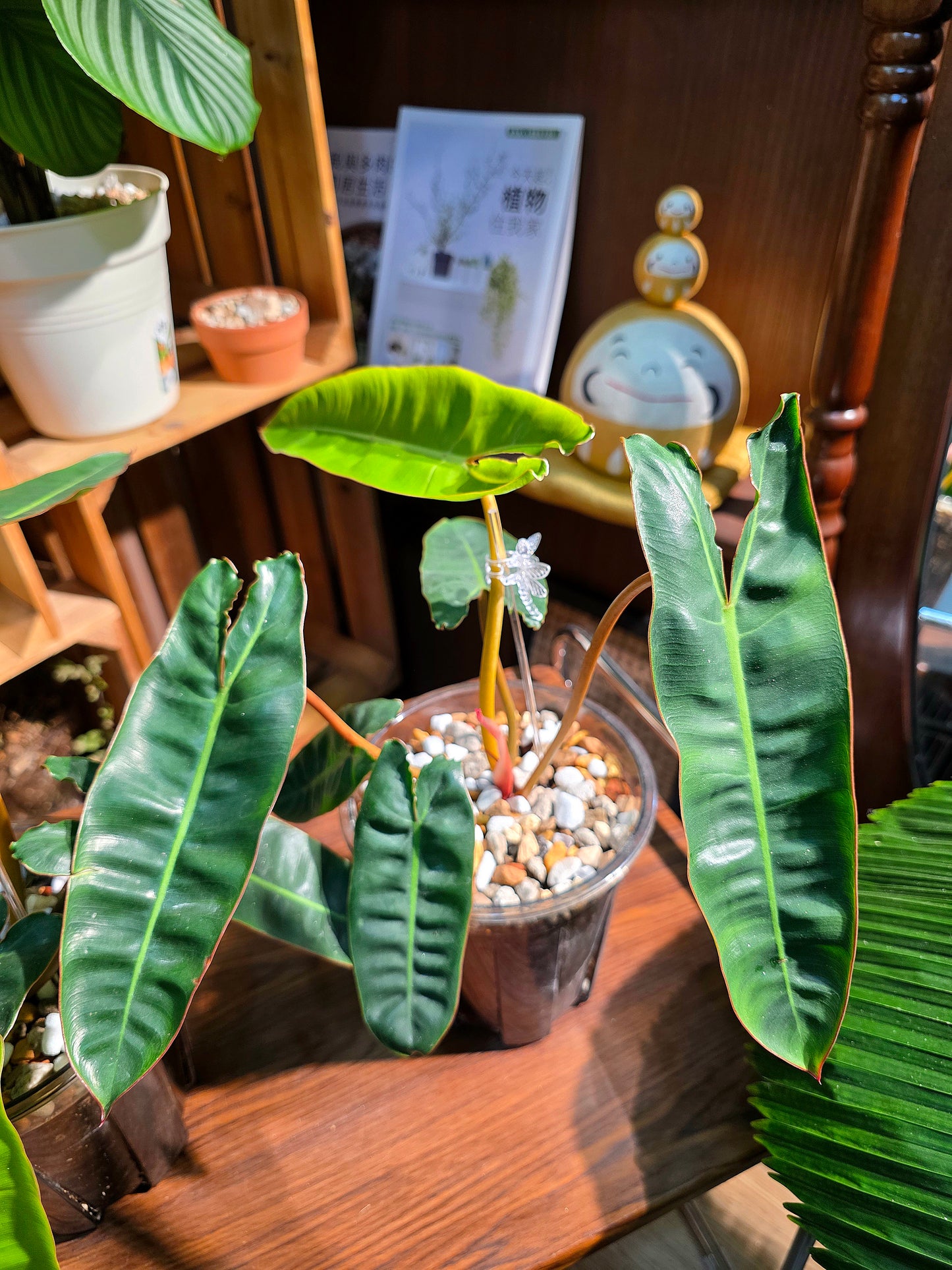 Philodendron billietiae 橙柄蔓綠絨