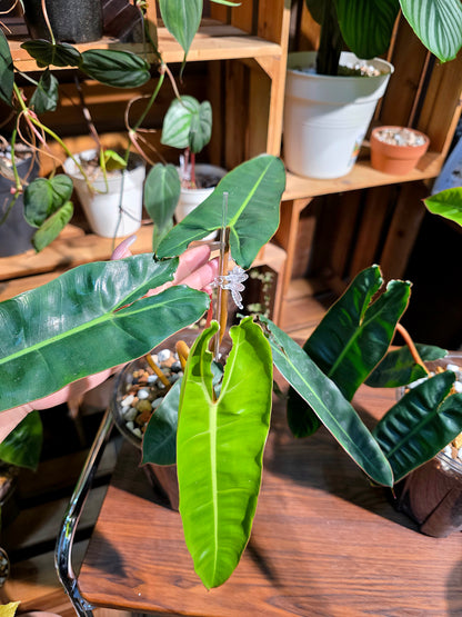 Philodendron billietiae 橙柄蔓綠絨