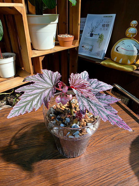 Begonia pink mink 粉紅貂秋海棠