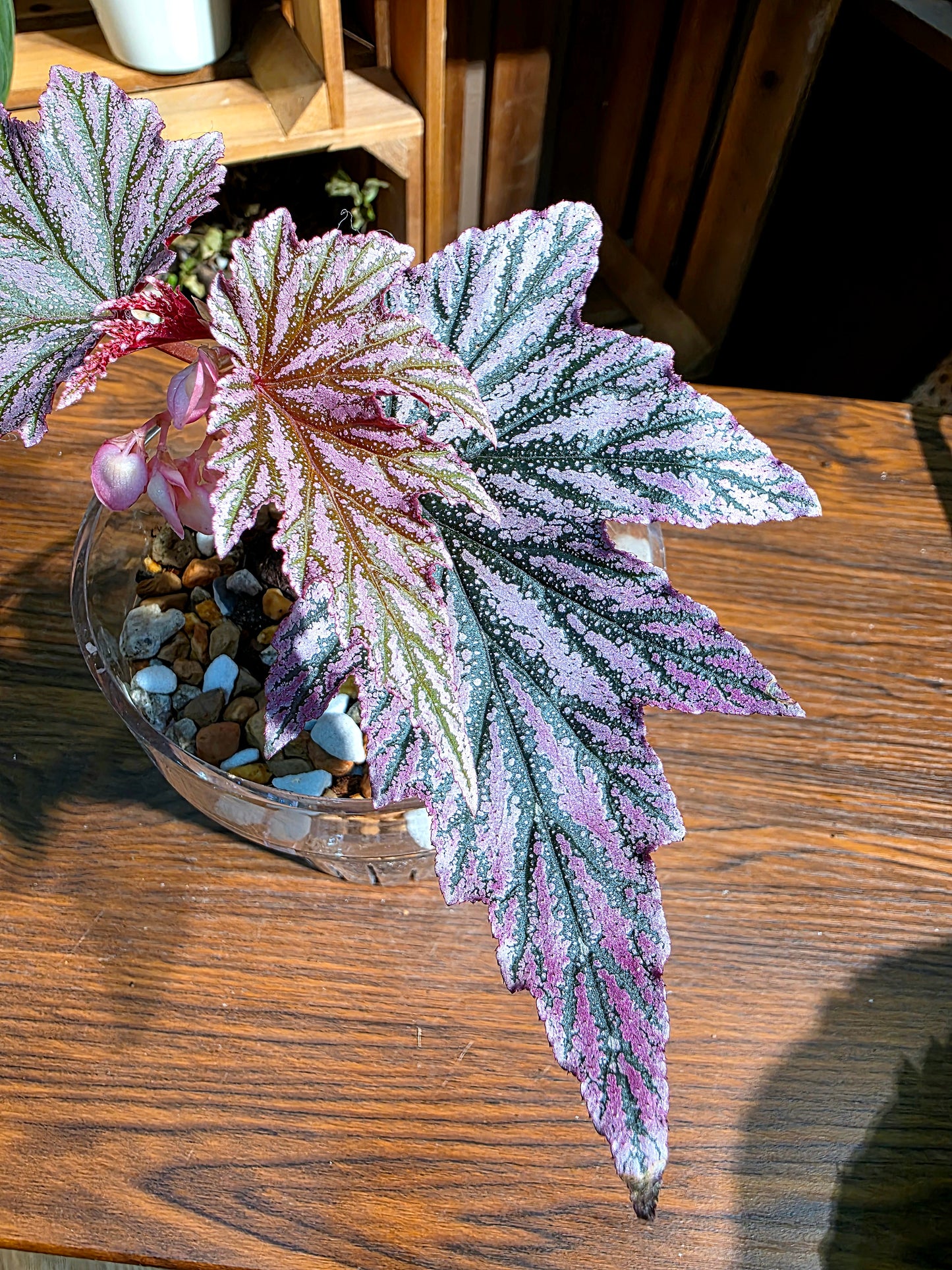 Begonia pink mink 粉紅貂秋海棠