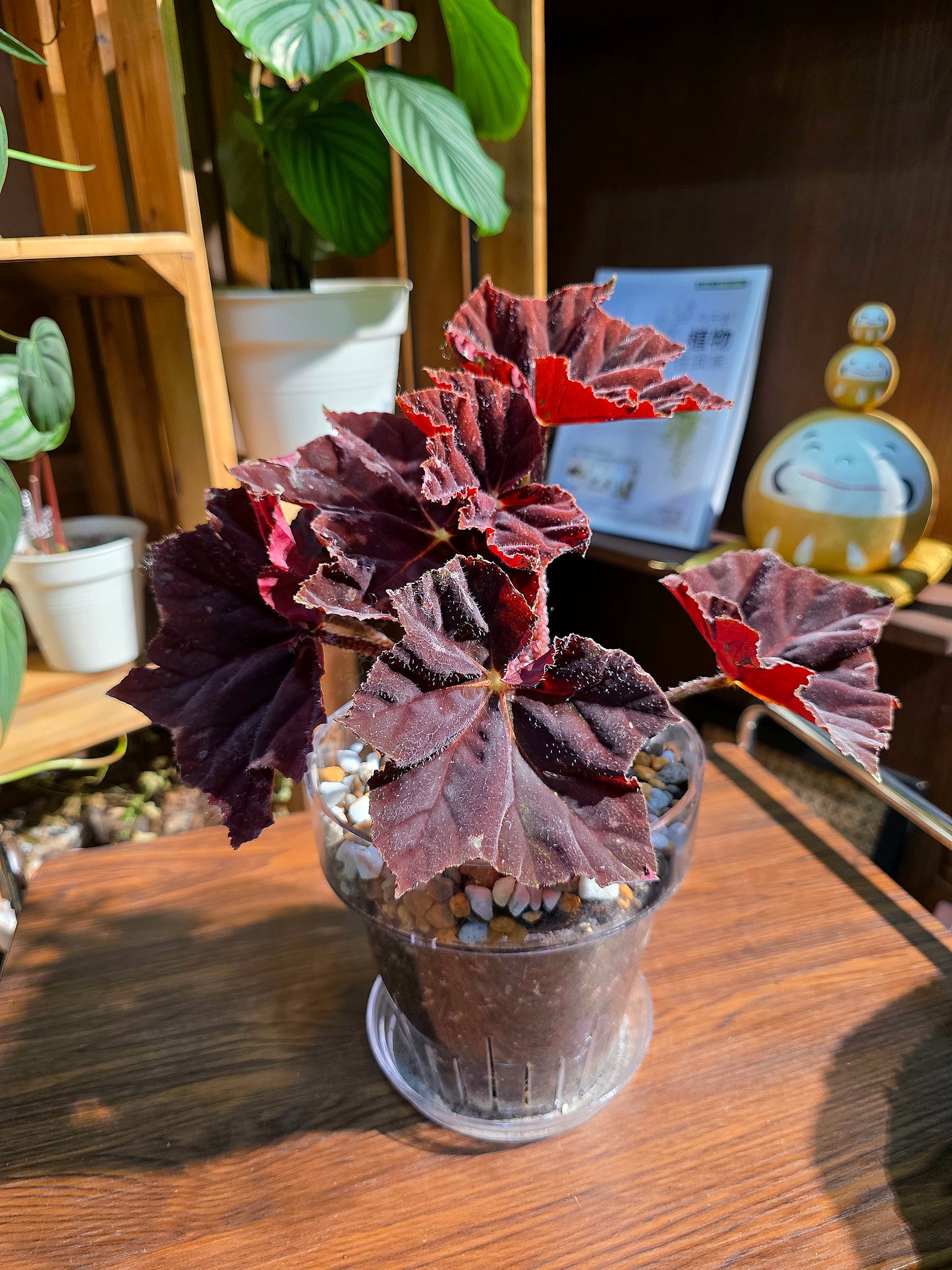 Begonia sp 鬼燈丸秋海棠