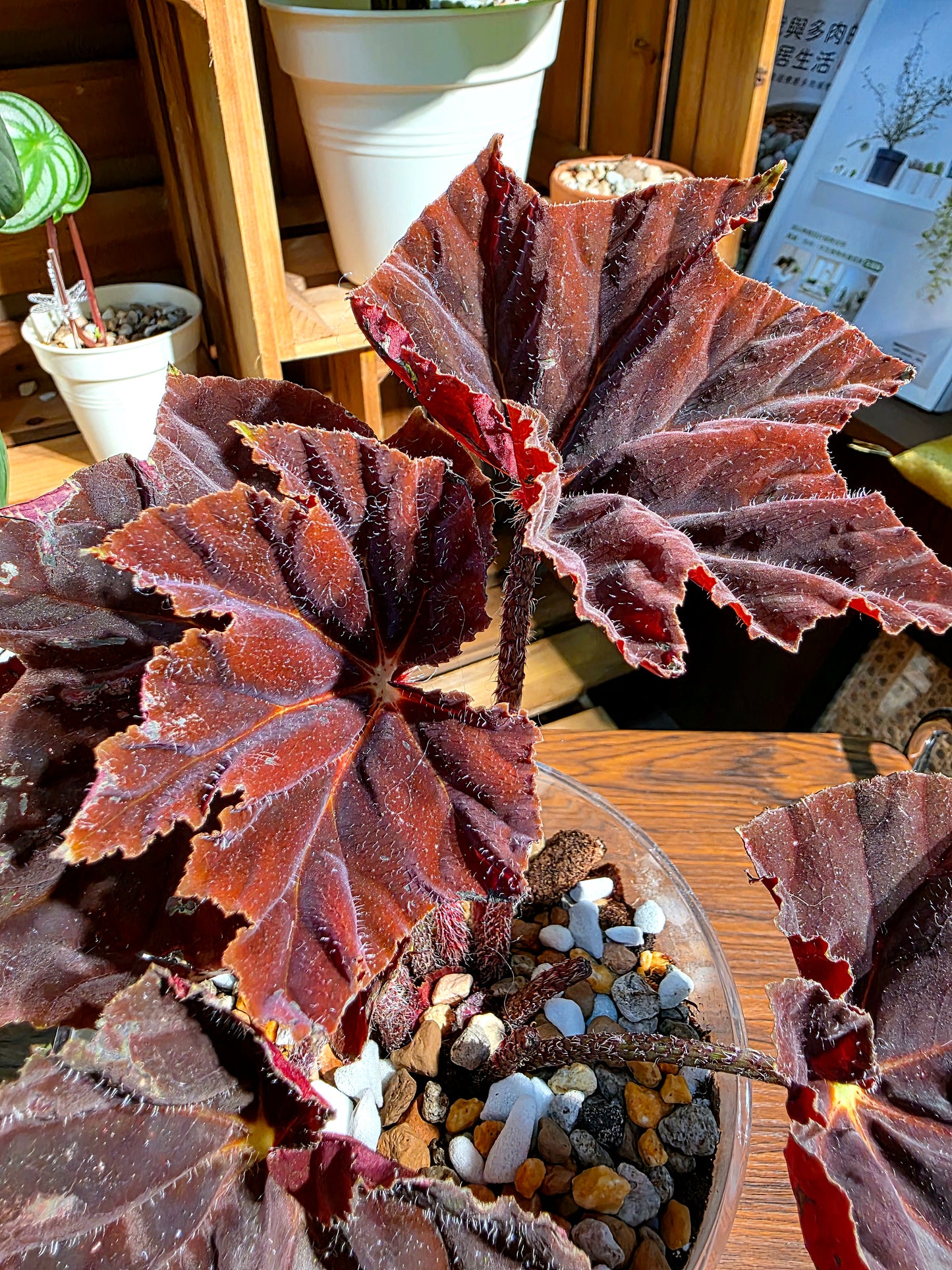 Begonia sp 鬼燈丸秋海棠