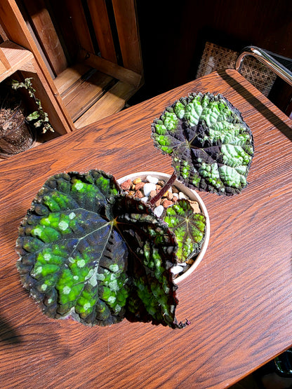 Begonia humilis