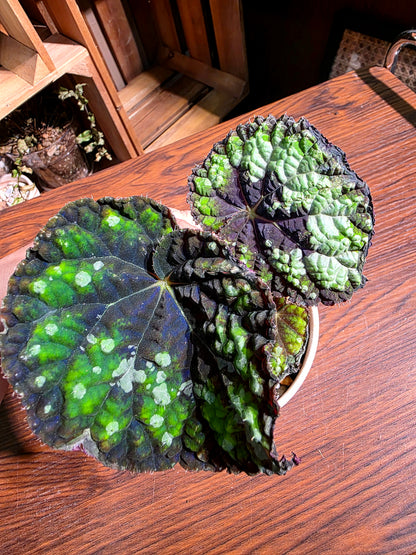 Begonia humilis