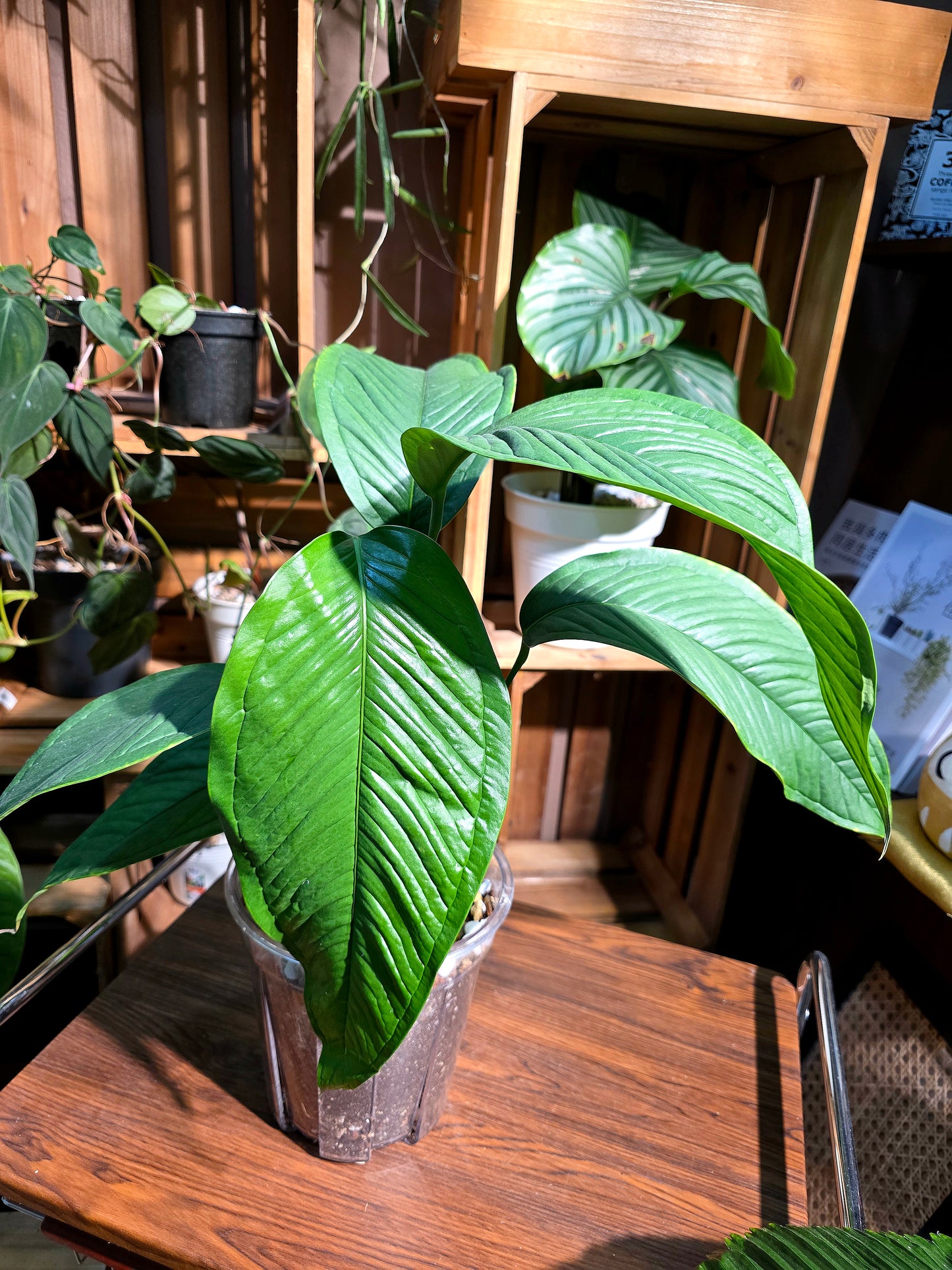 Anthurium sp 青羽花燭