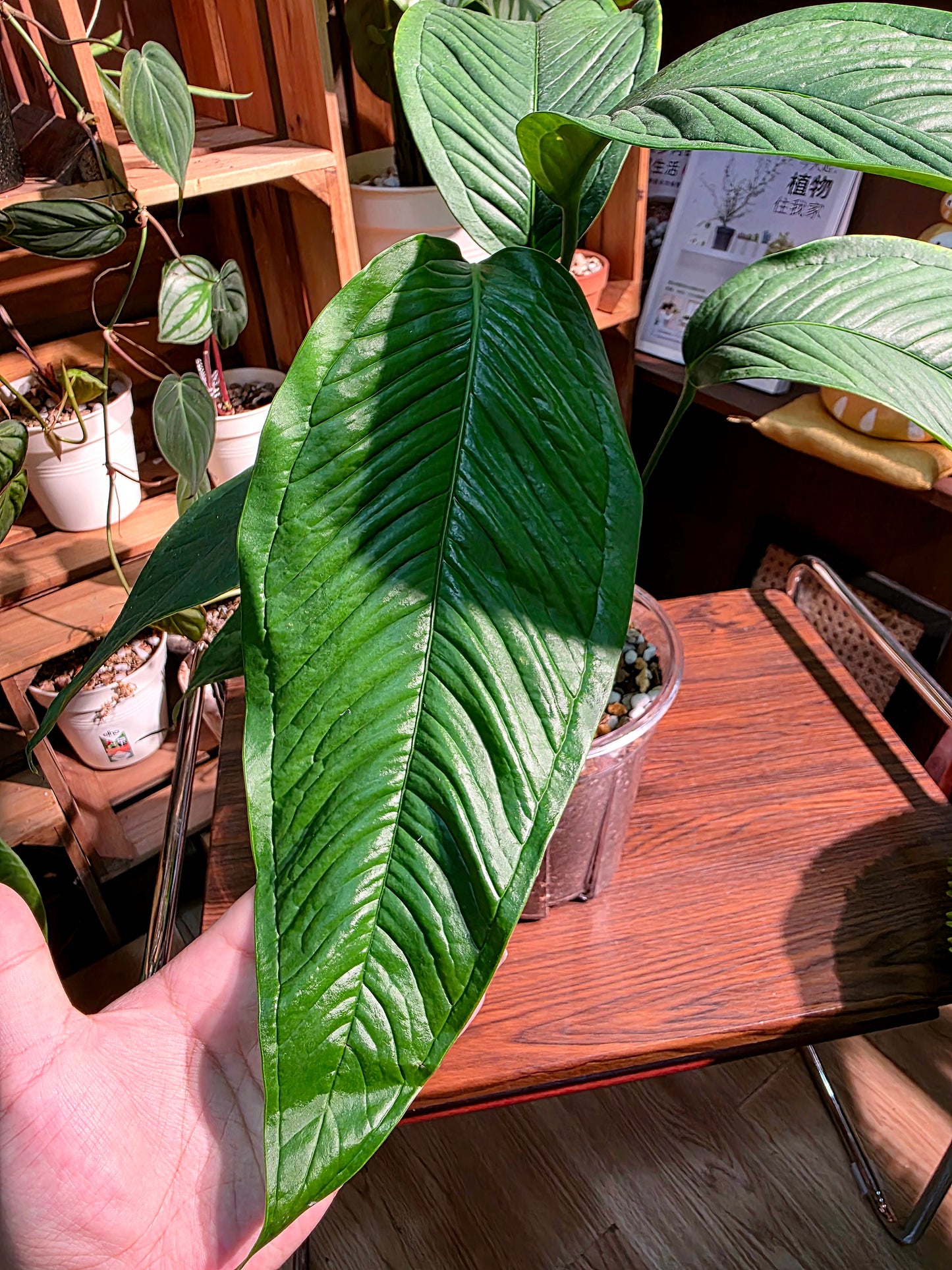 Anthurium sp 青羽花燭