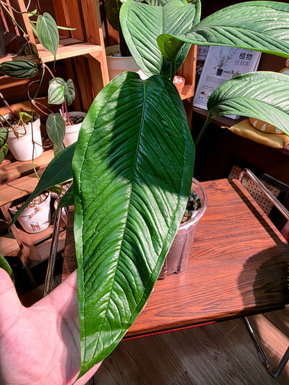 Anthurium sp 青羽花燭