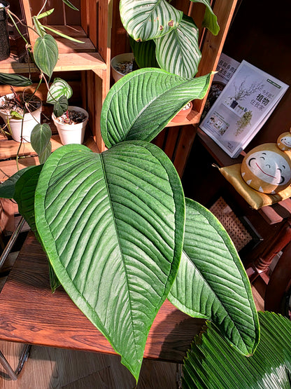 Anthurium sp 青羽花燭