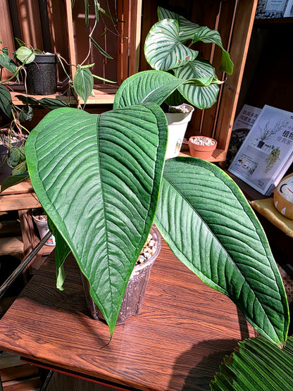 Anthurium sp 青羽花燭