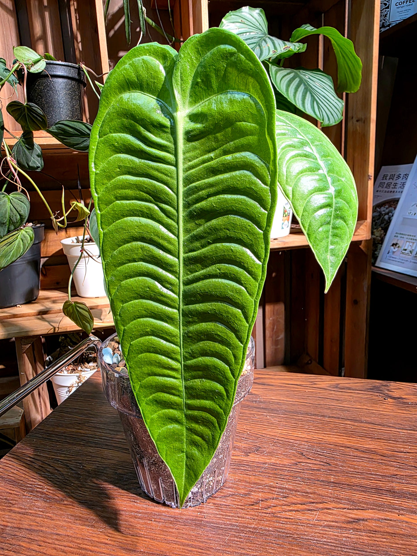Anthurium veitchii