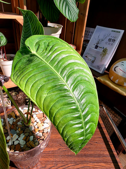 Anthurium veitchii