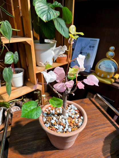 Hibiscus tiliaceus Tricolor