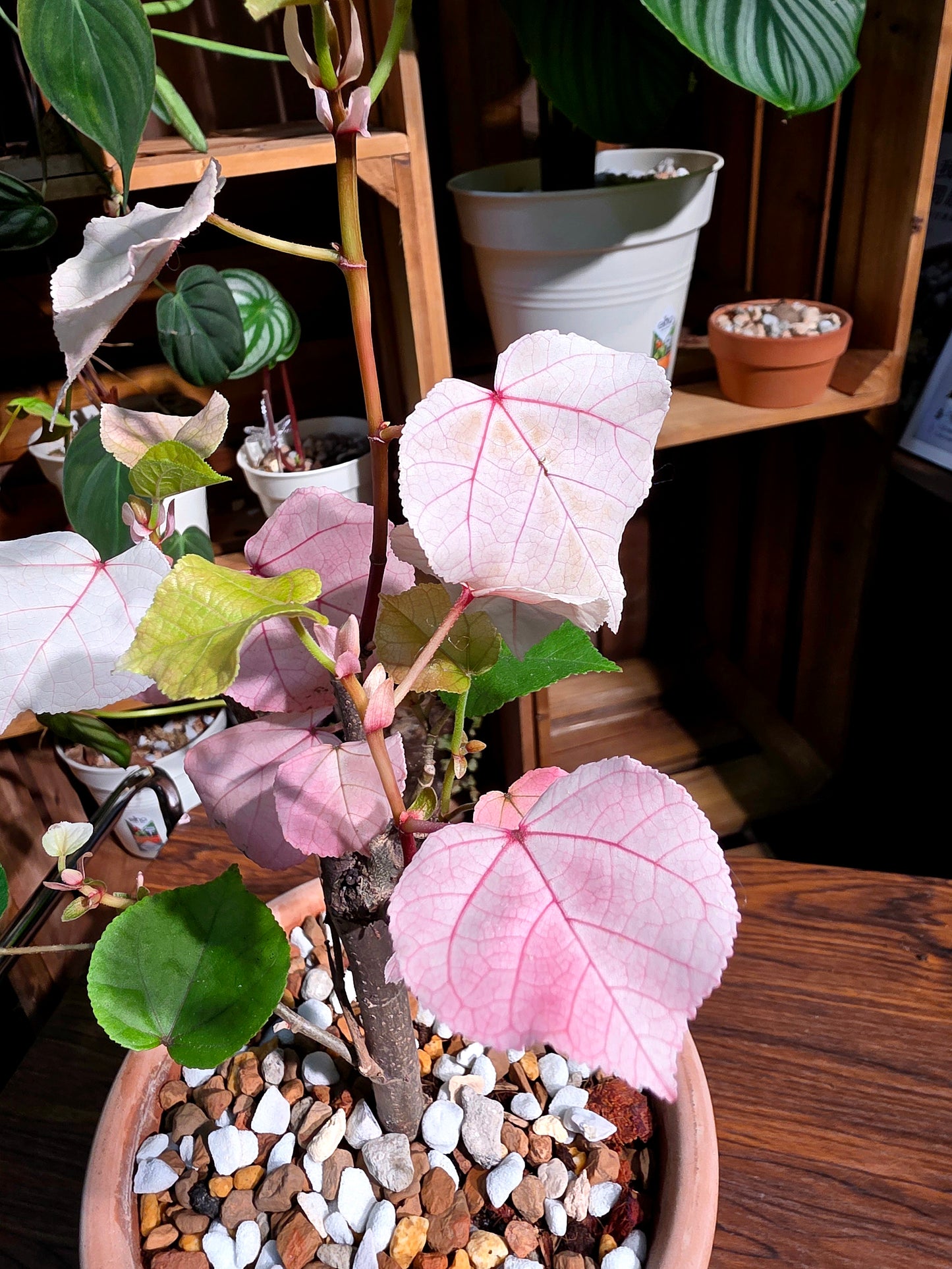 Hibiscus tiliaceus Tricolor