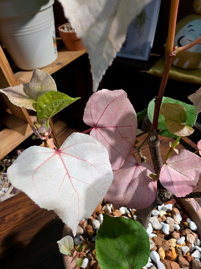 Hibiscus tiliaceus Tricolor