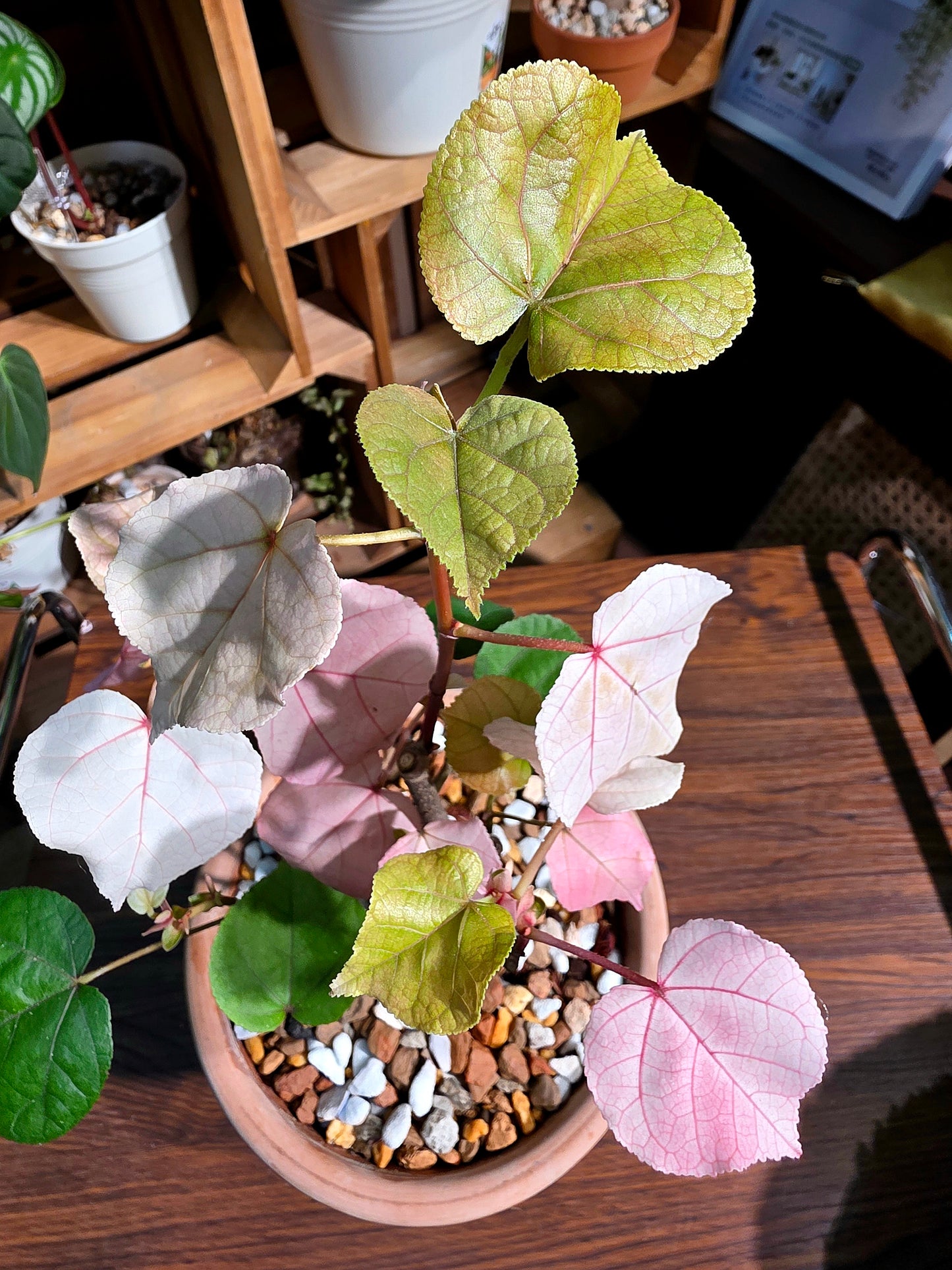 Hibiscus tiliaceus Tricolor