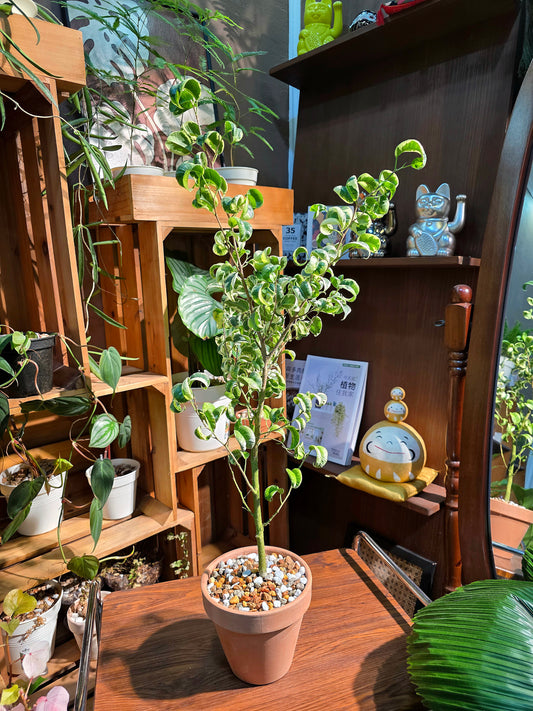 Ficus benjamina variegata 斑葉捲葉榕