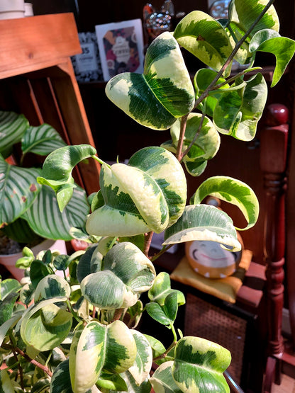 Ficus benjamina variegata 斑葉捲葉榕