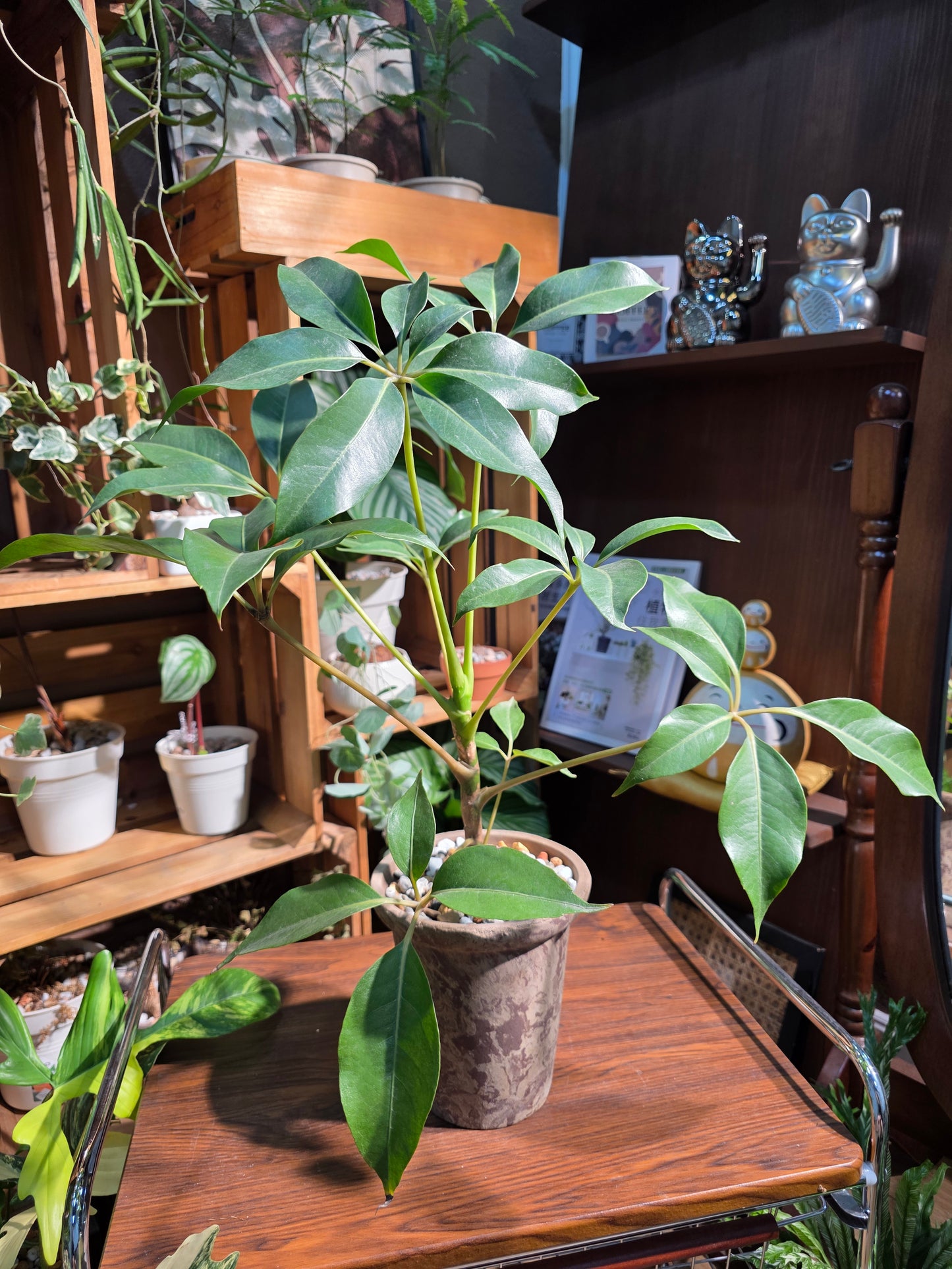 Schefflera pueckeri 日本大葉傘