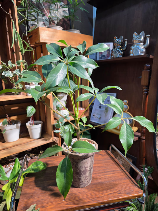 Schefflera pueckeri 日本大葉傘