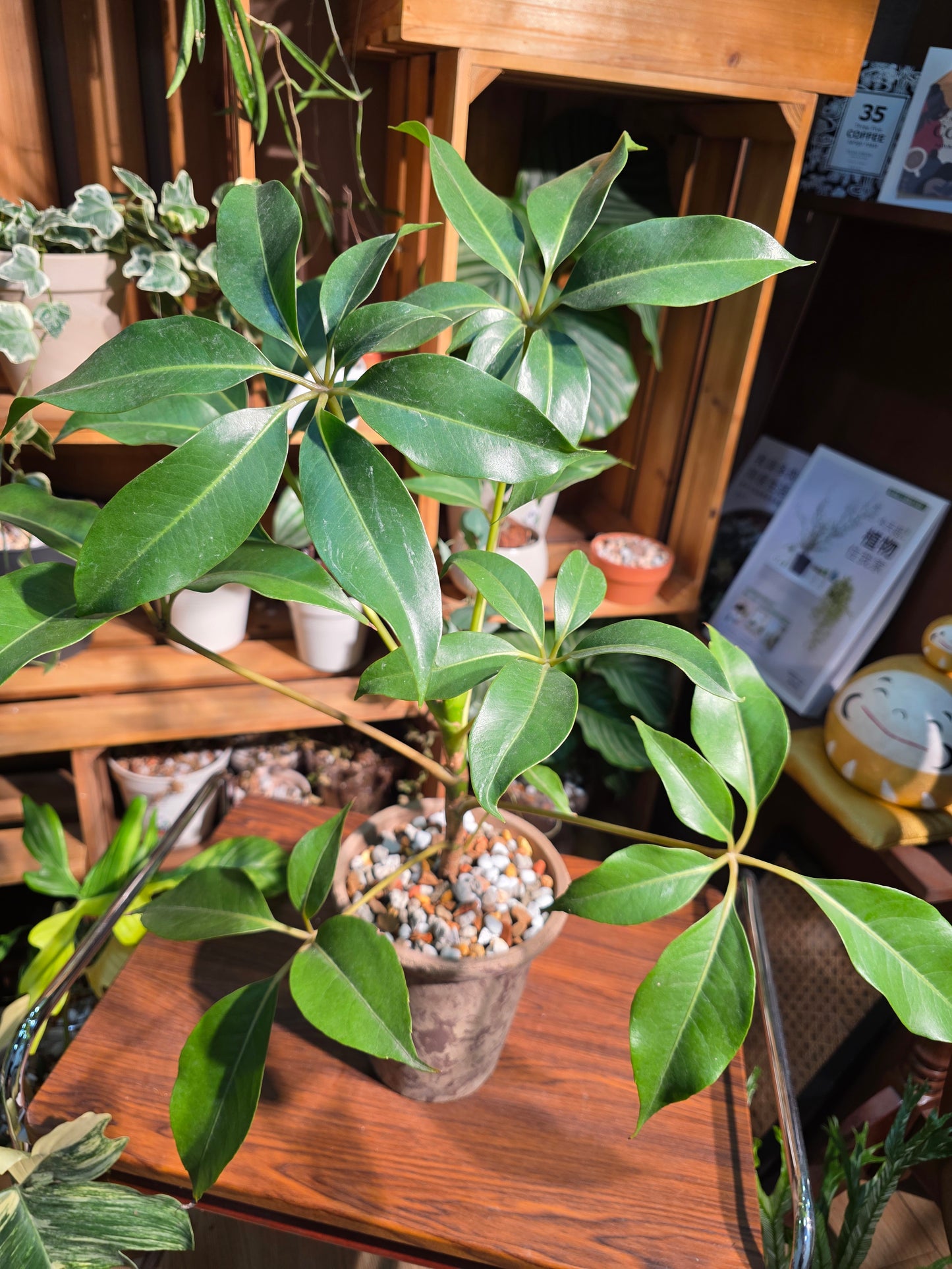 Schefflera pueckeri 日本大葉傘