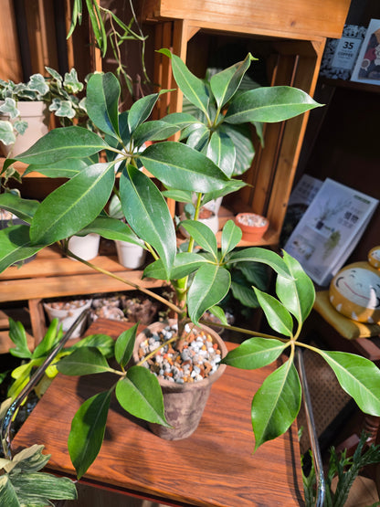 Schefflera pueckeri 日本大葉傘