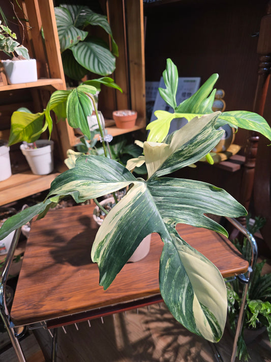 Philodendron florida beauty 斑葉龍爪