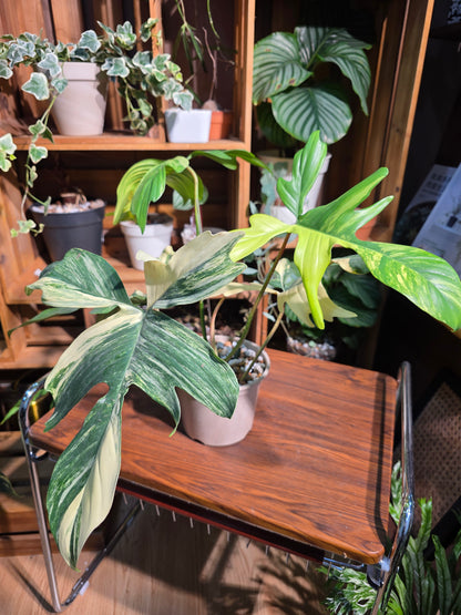 Philodendron florida beauty 斑葉龍爪