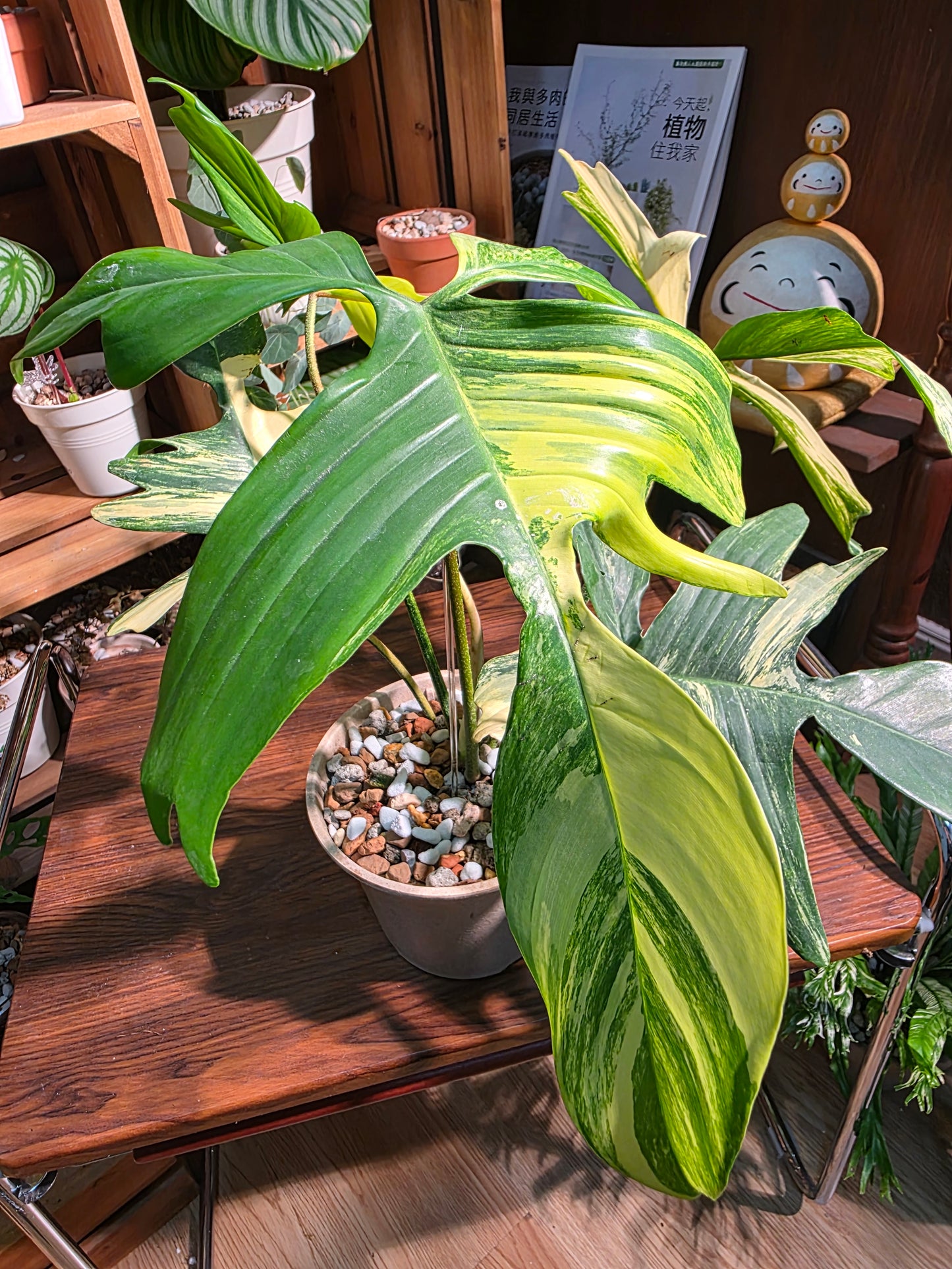 Philodendron florida beauty 斑葉龍爪