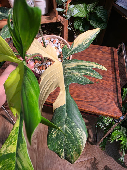 Philodendron florida beauty 斑葉龍爪