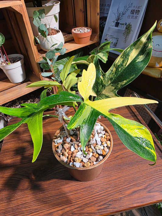 Philodendron florida beauty 斑葉龍爪