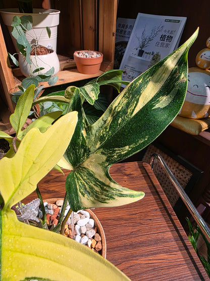 Philodendron florida beauty 斑葉龍爪