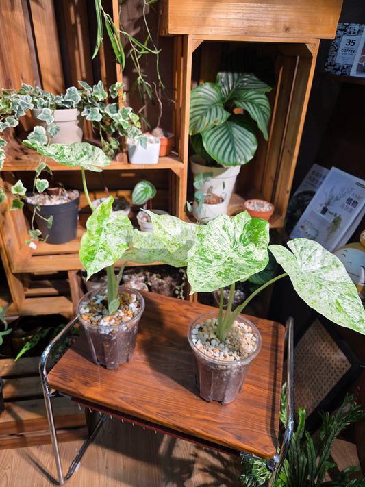 Alocasia odora variegata 松染海芋