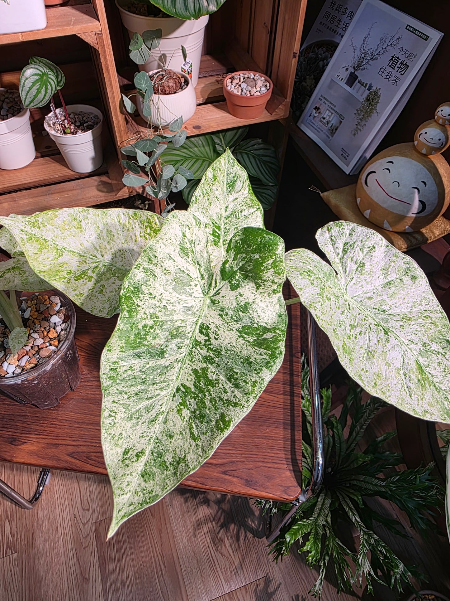 Alocasia odora variegata 松染海芋