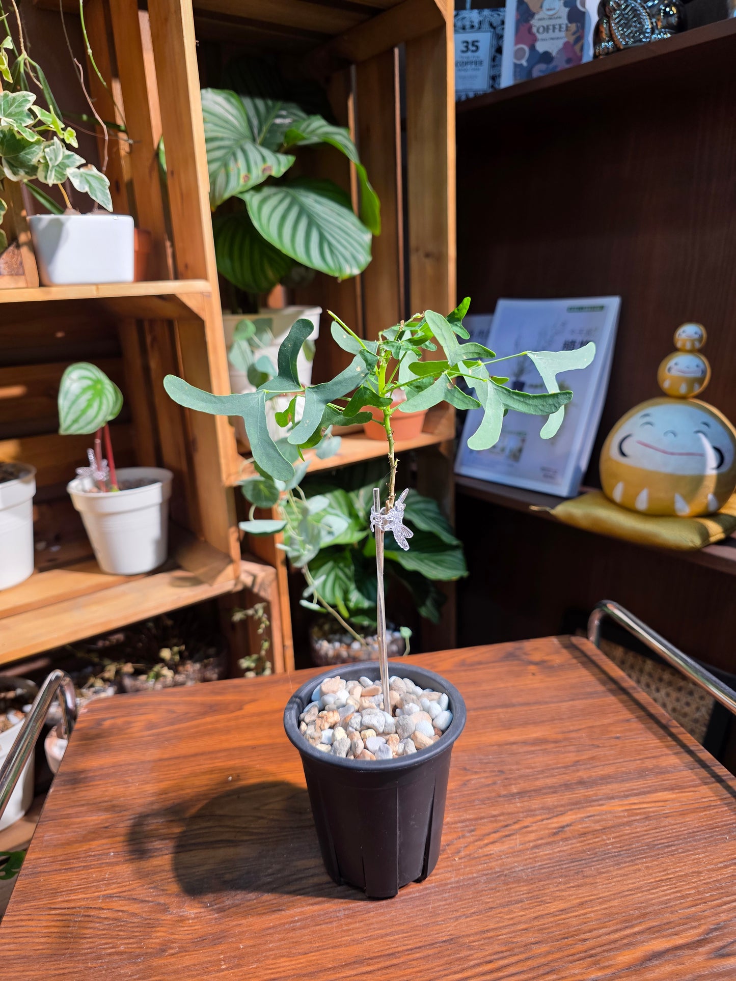 Erythrina vespertilio 蝙蝠刺桐