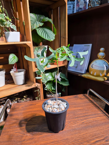 Erythrina vespertilio 蝙蝠刺桐