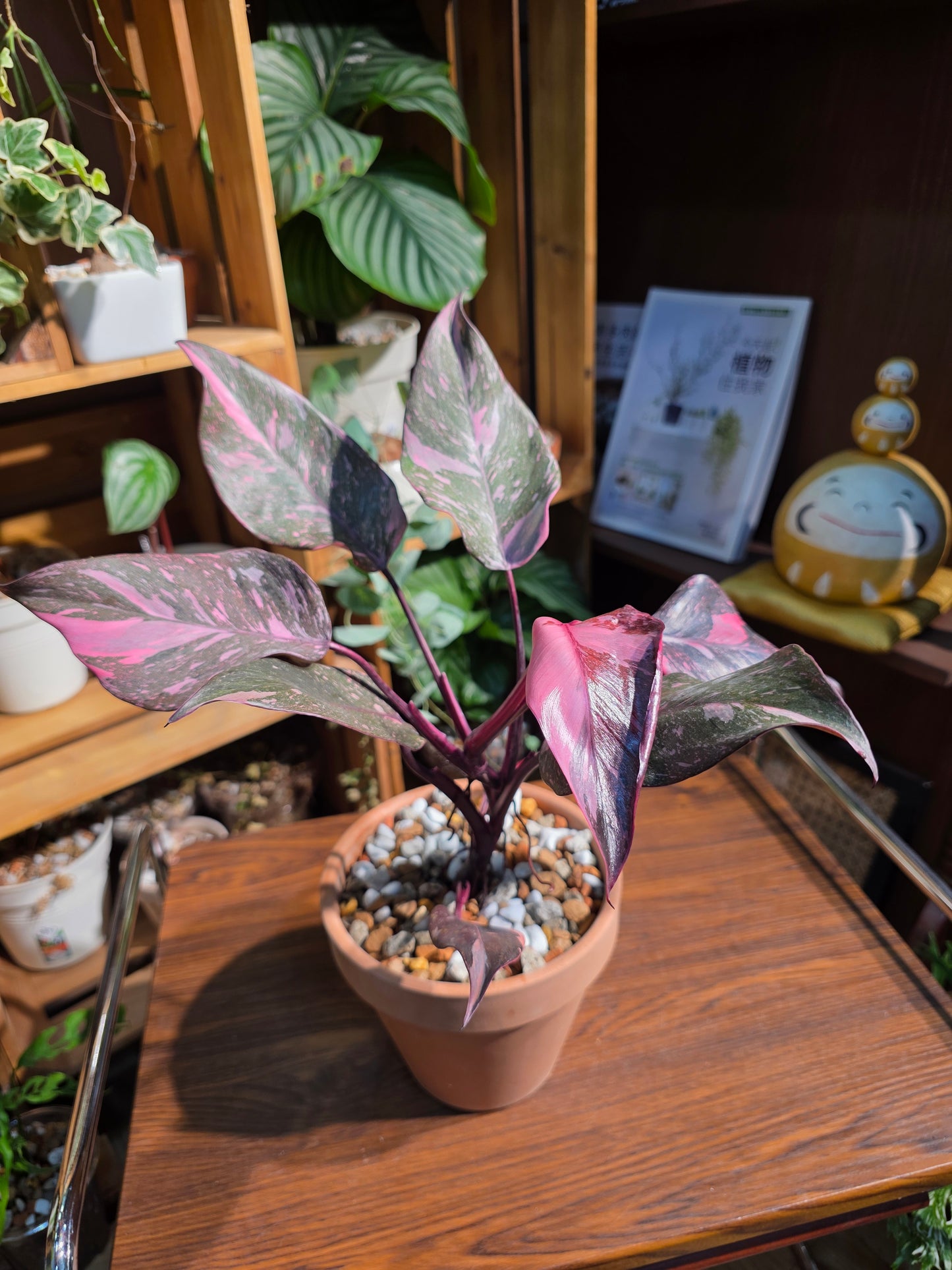 Philodendron pink princess marble 黑櫻桃蔓綠絨