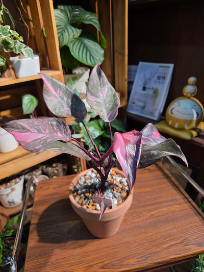 Philodendron pink princess marble 黑櫻桃蔓綠絨
