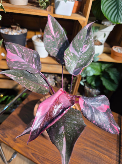 Philodendron pink princess marble 黑櫻桃蔓綠絨