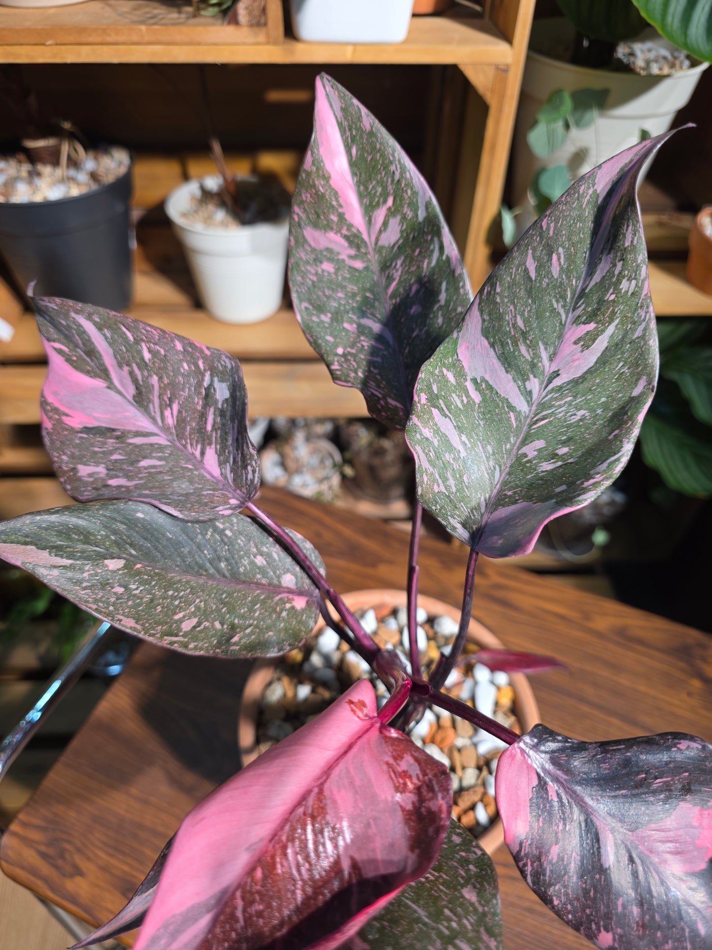 Philodendron pink princess marble 黑櫻桃蔓綠絨