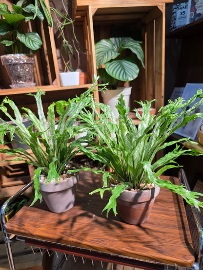 Asplenium nidus variegated 白斑鳥巢蕨