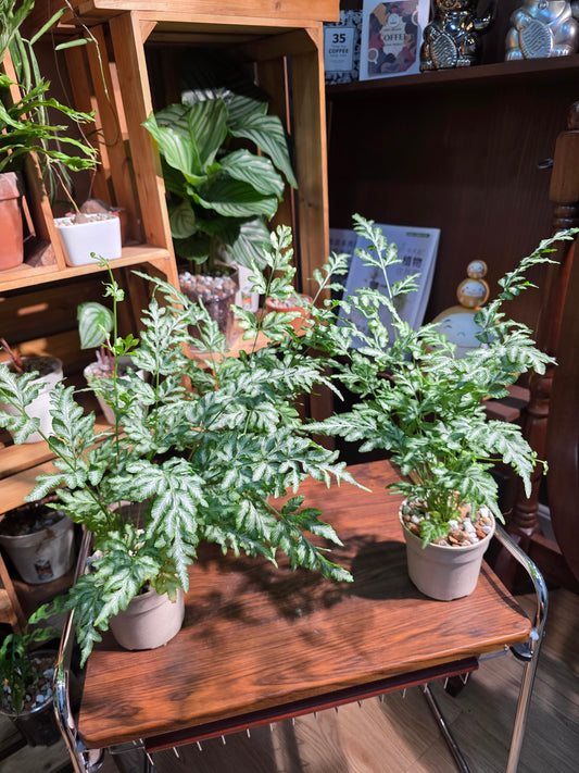 Pteris ensiformis vivtoriae 夏雪銀線蕨