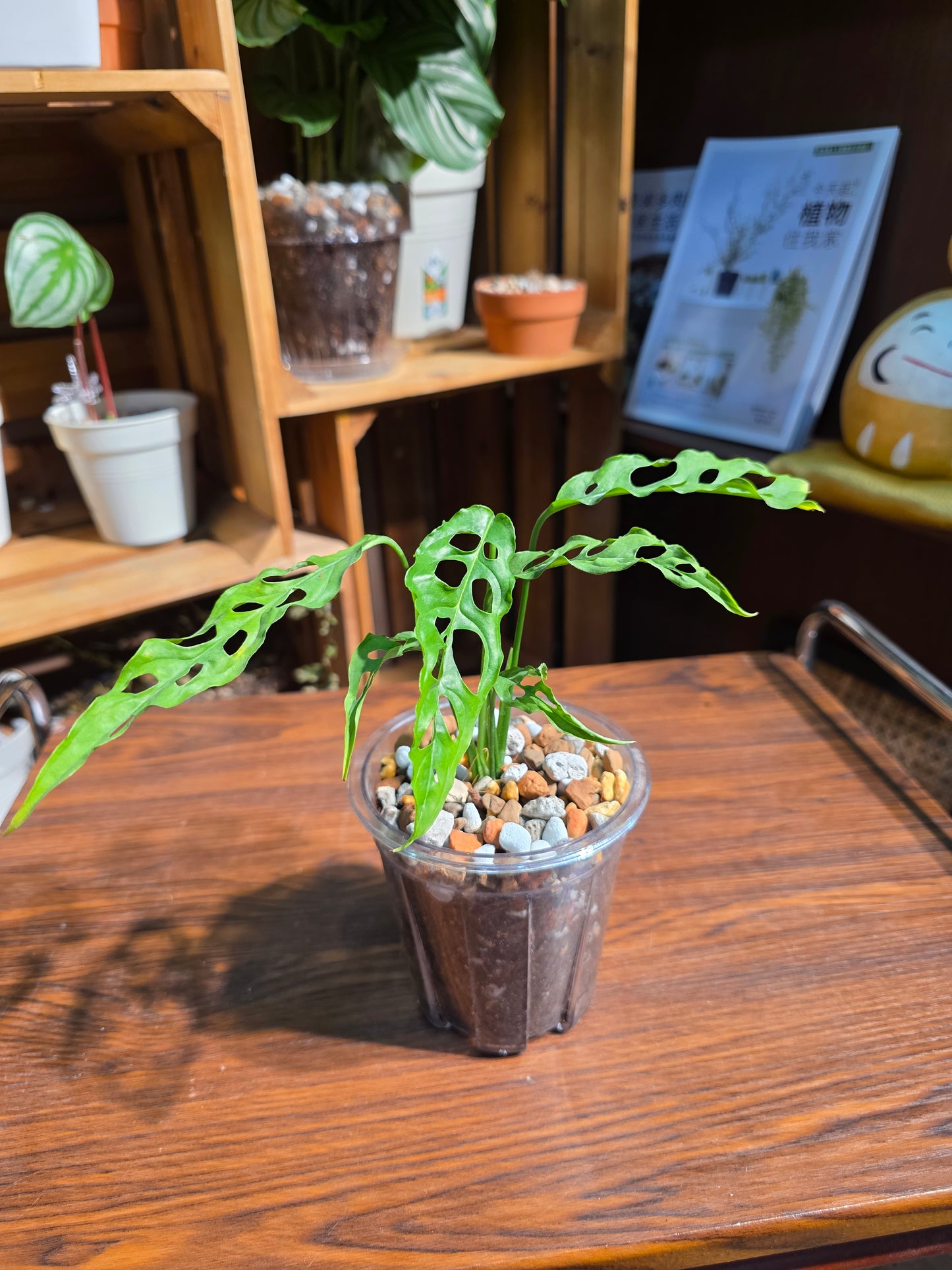 Monstera obliqua 斜葉龜背竹