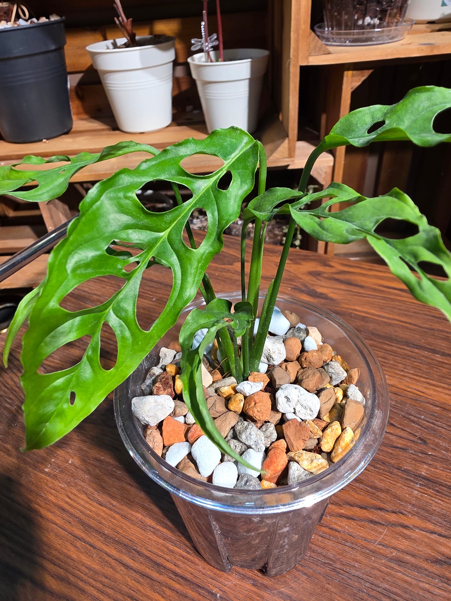 Monstera obliqua 斜葉龜背竹