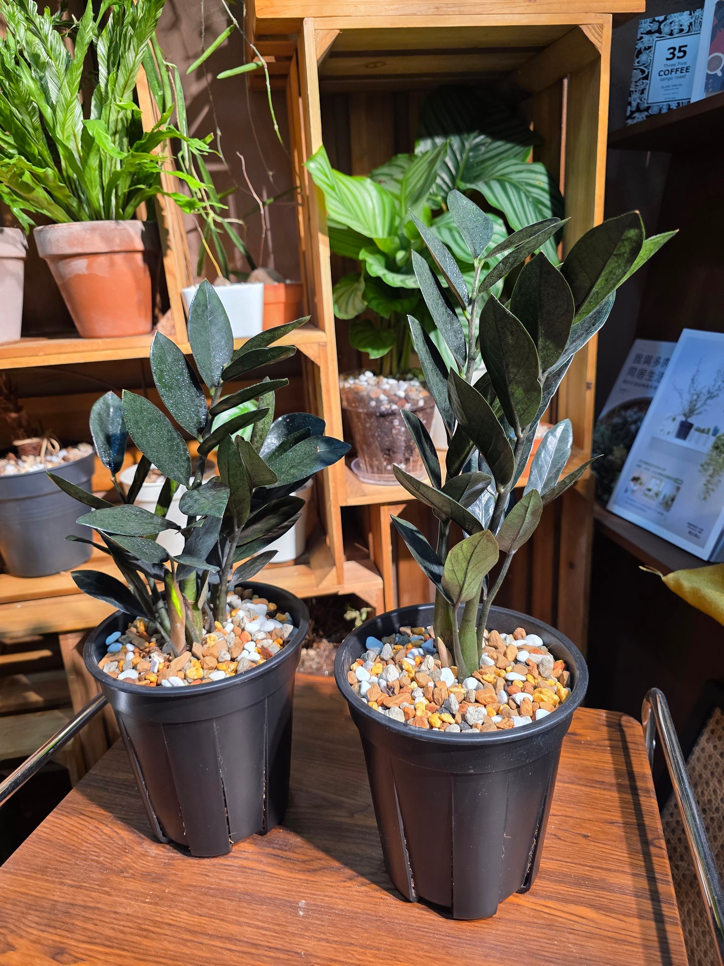 Zamioculcas zamiifolia Raven 黑葉金錢樹