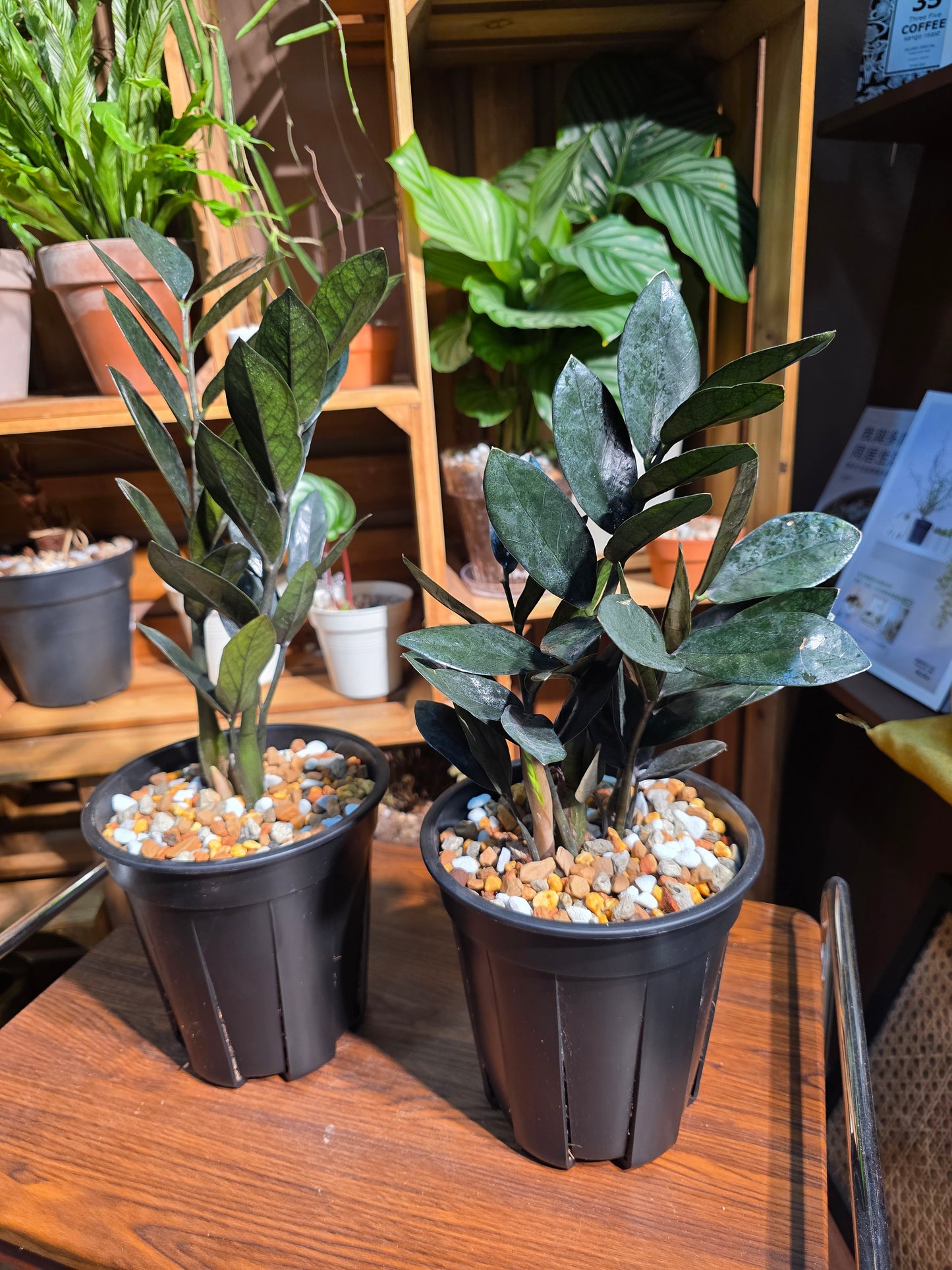 Zamioculcas zamiifolia Raven 黑葉金錢樹