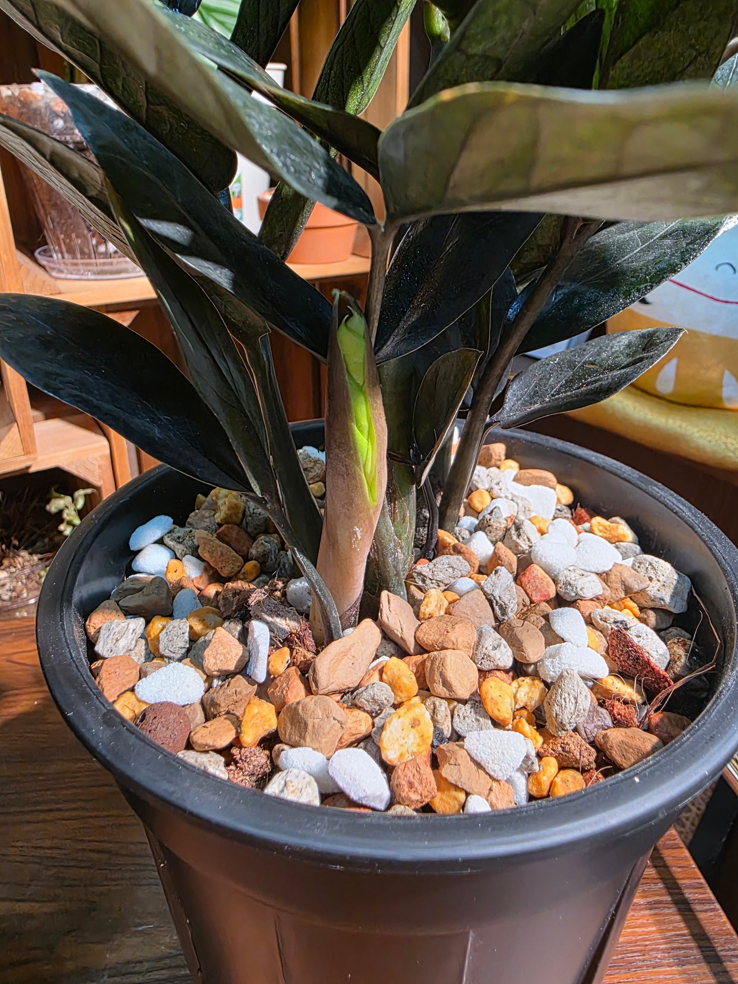 Zamioculcas zamiifolia Raven 黑葉金錢樹