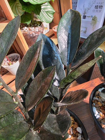 Zamioculcas zamiifolia Raven 黑葉金錢樹
