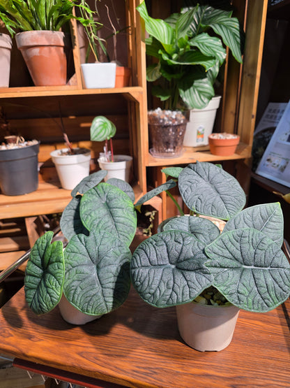 Alocasia melo 犀牛皮海芋