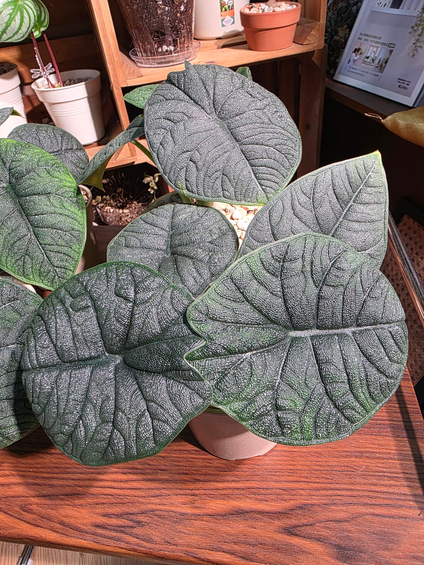 Alocasia melo 犀牛皮海芋